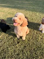Peaches, a female Goldendoodle for sale in Jackson, TN – 7 of 9