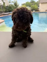 Channel, a female Poodle - Toy  for sale in Jackson, TN – 3 of 8