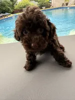  Cherry, a female Poodle - Toy  for sale in Jackson, TN – 6 of 8
