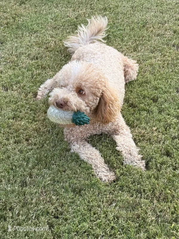 Peaches – Goldendoodle puppy for sale in Jackson, TN