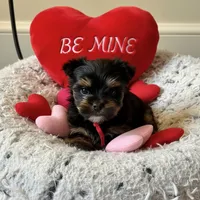 Gus, a male Yorkshire Terrier for sale in Jackson, TN – Photo 2 of 10