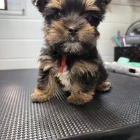 Gus, a male Yorkshire Terrier for sale in Jackson, TN – Photo 7 of 10