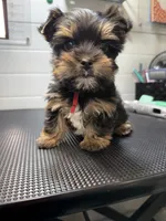 Gus, a male Yorkshire Terrier for sale in Jackson, TN – Photo 7 of 10