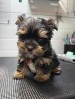 Gus, a male Yorkshire Terrier for sale in Jackson, TN – Photo 4 of 10