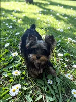 Gus, a male Yorkshire Terrier for sale in Jackson, TN – Photo 1 of 6