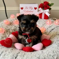 Gus, a male Yorkshire Terrier for sale in Jackson, TN – Photo 1 of 10