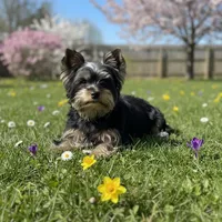Gus, a male Yorkshire Terrier for sale in Jackson, TN – Photo 6 of 6