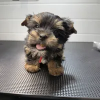 Gus, a male Yorkshire Terrier for sale in Jackson, TN – Photo 8 of 10