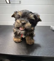 Gus, a male Yorkshire Terrier for sale in Jackson, TN – Photo 8 of 10