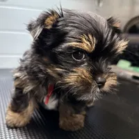 Gus, a male Yorkshire Terrier for sale in Jackson, TN – Photo 6 of 10