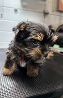 Gus, a male Yorkshire Terrier for sale in Jackson, TN – Photo 6 of 10