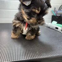 Gus, a male Yorkshire Terrier for sale in Jackson, TN – Photo 9 of 10