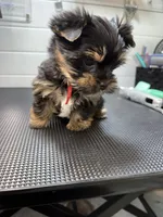 Gus, a male Yorkshire Terrier for sale in Jackson, TN – Photo 9 of 10