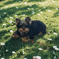 Gus, a male Yorkshire Terrier for sale in Jackson, TN – Photo 5 of 6