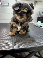 Gus, a male Yorkshire Terrier for sale in Jackson, TN – Photo 10 of 10