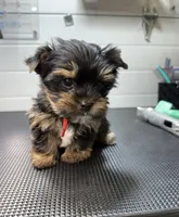 Gus, a male Yorkshire Terrier for sale in Jackson, TN – Photo 5 of 10