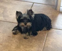 Gus, a male Yorkshire Terrier for sale in Jackson, TN – Photo 4 of 6