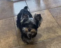 Gus, a male Yorkshire Terrier for sale in Jackson, TN – Photo 3 of 6