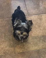 Gus, a male Yorkshire Terrier for sale in Jackson, TN – Photo 2 of 6