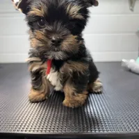 Gus, a male Yorkshire Terrier for sale in Jackson, TN – Photo 3 of 10