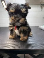 Gus, a male Yorkshire Terrier for sale in Jackson, TN – Photo 3 of 10