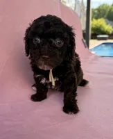 Chelsea, a female Poodle - Toy  for sale in Jackson, TN – 6 of 6