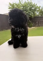 Charlotte, a female Poodle - Toy  for sale in Jackson, TN – 4 of 10