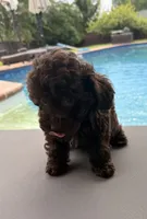  Cherry, a female Poodle - Toy  for sale in Jackson, TN – 7 of 8