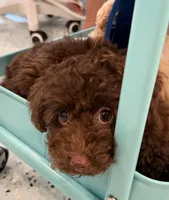  Cherry, a female Poodle - Toy  for sale in Jackson, TN – 3 of 8