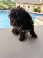 Chelsea, a female Poodle - Toy  for sale in Jackson, TN – 7 of 9