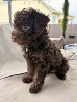 Channel, a female Poodle - Toy  for sale in Jackson, TN – 4 of 8