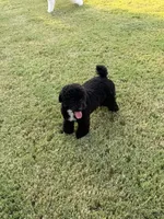 Cooper, a male Poodle - Toy  for sale in Jackson, TN – 7 of 8