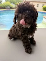 Chelsea, a female Poodle - Toy  for sale in Jackson, TN – 1 of 9
