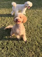 Peaches, a female Goldendoodle for sale in Jackson, TN – 6 of 9