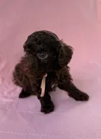  Cherry, a female Poodle - Toy  for sale in Jackson, TN – 5 of 5