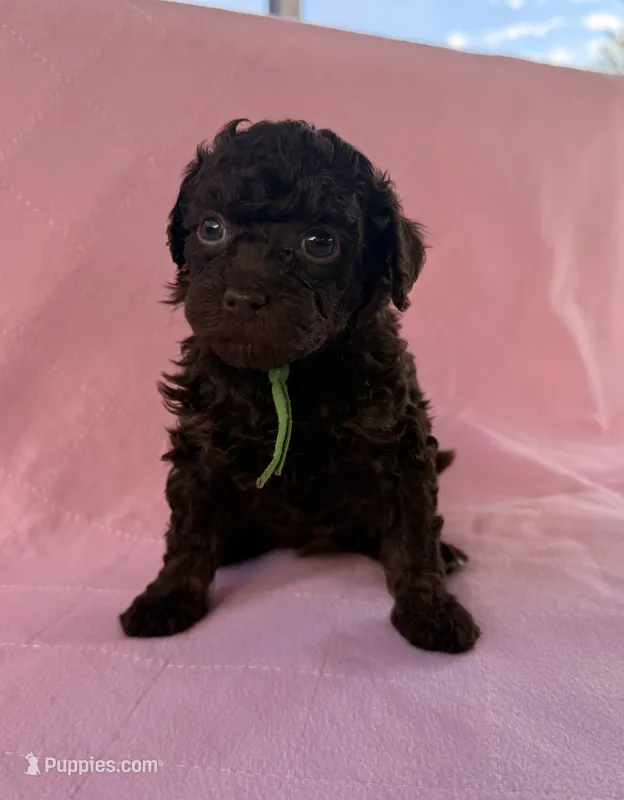 Channel – Poodle - Toy  puppy for sale in Jackson, TN