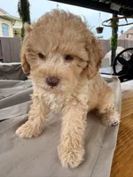 Archie, a male Poodle - Toy  for sale in Jackson, TN – 4 of 9