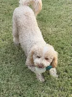 Peaches, a female Goldendoodle for sale in Jackson, TN – 4 of 9