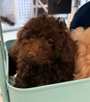  Cherry, a female Poodle - Toy  for sale in Jackson, TN – 2 of 8