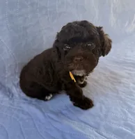 Charlie, a male Poodle - Toy  for sale in Jackson, TN – 5 of 8