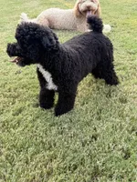 Cooper, a male Poodle - Toy  for sale in Jackson, TN – 2 of 8