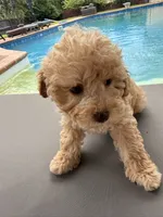 Archie, a male Poodle - Toy  for sale in Jackson, TN – 5 of 9