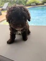 Charlie, a male Poodle - Toy  for sale in Jackson, TN – 8 of 8