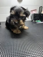Jack, a male Yorkshire Terrier for sale in Jackson, TN – Photo 4 of 10