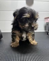 Jack, a male Yorkshire Terrier for sale in Jackson, TN – Photo 5 of 10