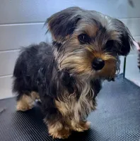 Jack, a male Yorkshire Terrier for sale in Jackson, TN – Photo 4 of 8