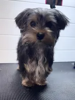 Jack, a male Yorkshire Terrier for sale in Jackson, TN – Photo 3 of 8