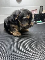 Jack, a male Yorkshire Terrier for sale in Jackson, TN – Photo 9 of 10