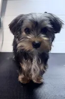 Jack, a male Yorkshire Terrier for sale in Jackson, TN – Photo 6 of 8