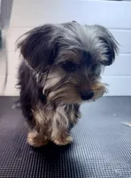 Jack, a male Yorkshire Terrier for sale in Jackson, TN – Photo 5 of 8